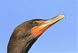 Double-crested Cormorantborder=